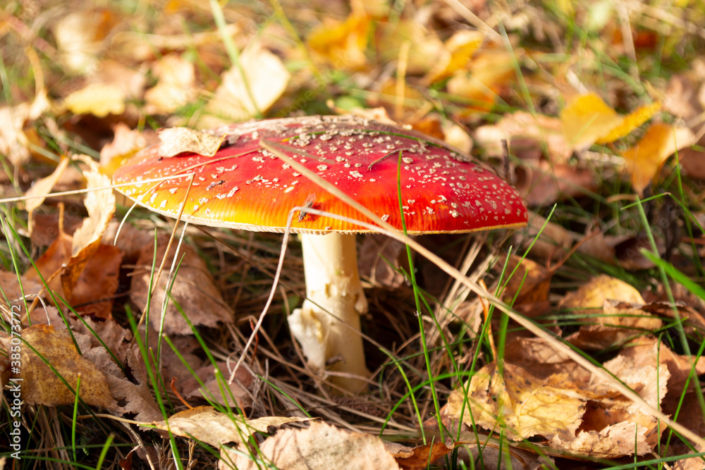 Red fly agaric on the background of autumn yellow leaves. Red fly agaric on the background of autumn yellow leaves.