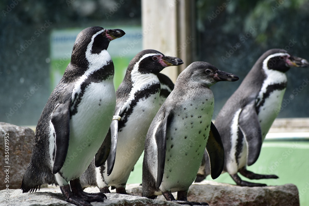 Obraz premium Wildlife park Animals