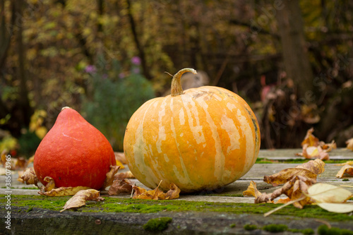 On the old table are two pumpkins - orange and yellow against the background of autumn leaves.