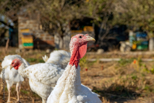  free-range turkey. Turkey on the farm, turkey breeding. White turkey portrait. A herd of turkeys on the farm. A turkey was grown on a pasture on a farm. photo