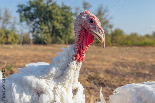 Free-range turkey. Breeding turkeys on the farm. A flock of turkeys walks in the pen on the farm. A flock of large turkeys on an open pasture.