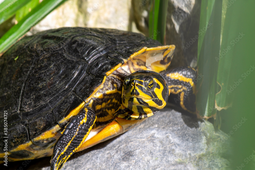 yellow and black turtle on the rock with distrustful expression yellow and black turtle on the rock with distrustful expression