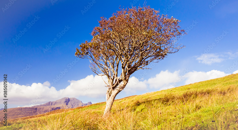 Lonely autumn tree with mountains in the background Lonely autumn tree with mountains in the background
