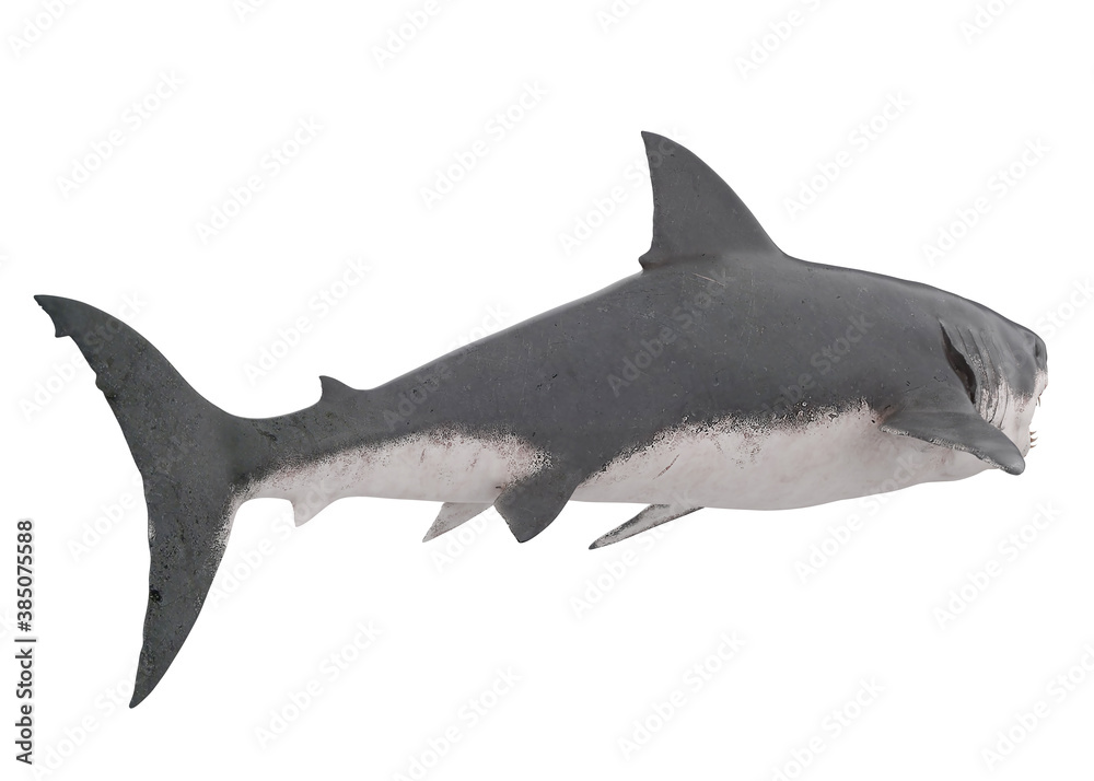 Fototapeta premium Great White Shark Isolated