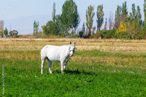 White horse grazes in the meadow. Summer farm landscape