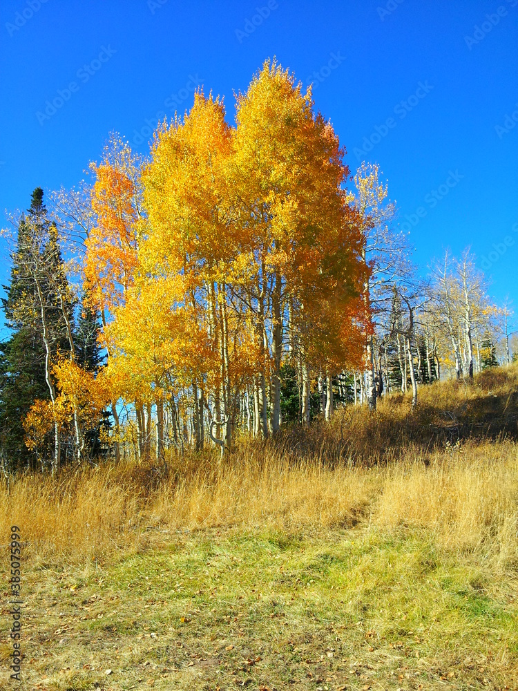 Golden Aspen tree in the Fall, Millcreek Canyon, Salt Lake City, Utah