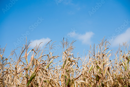 corn stalks reaching into blue sky