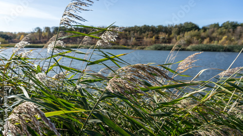 Reeds in the wind near the lake in autumn. Toned photo