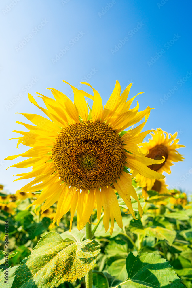 beautiful sunflowers blossom close up on blue sky beautiful sunflowers blossom close up on blue sky