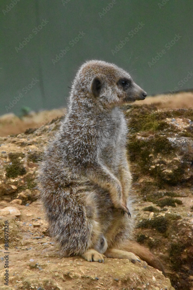 Fototapeta premium Wildlife
