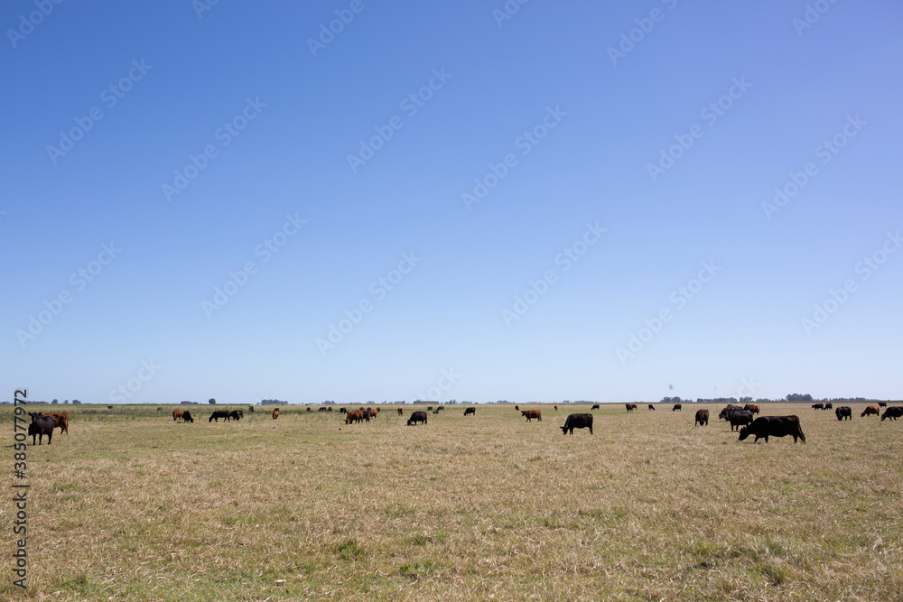 angus en el campo americano