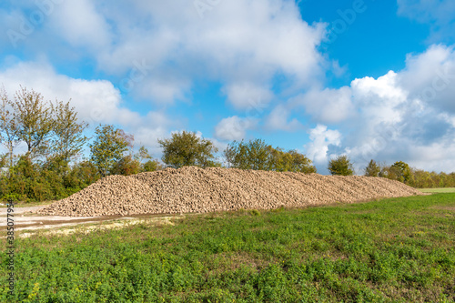 harvesting sugar beet;