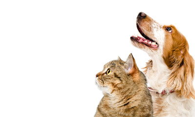 Portrait of a cat Scottish Straight and dog Russian spaniel looking up together, closeup, isolated on white background