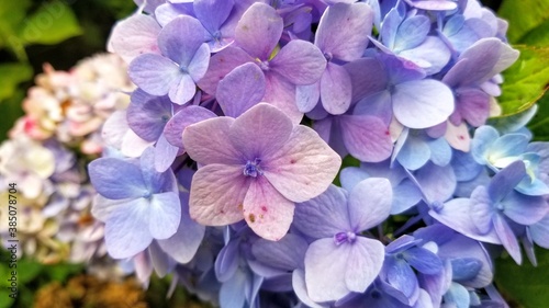Purple, blue, and pink hydrangeas, very close up.