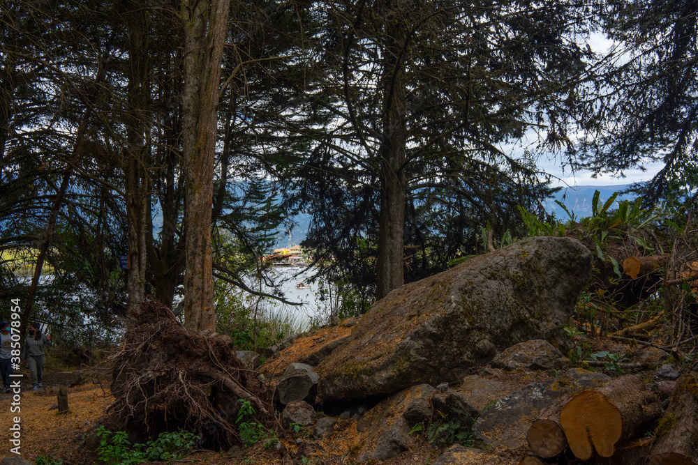 Obraz premium trees in the forest