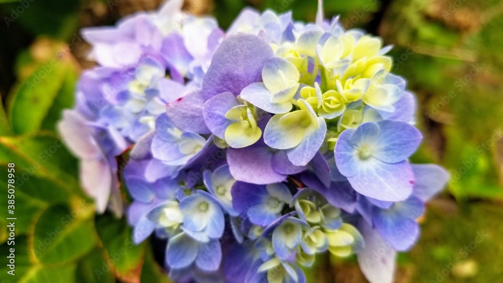 Young hydrangea flower just in bloom. Blue, white, and light green. Young hydrangea flower just in bloom. Blue, white, and light green.