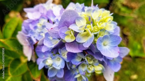 Young hydrangea flower just in bloom. Blue  white  and light green.