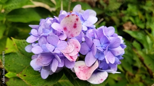 Pink spotted and purple hydrangea flower bloom with green leaves behind it.