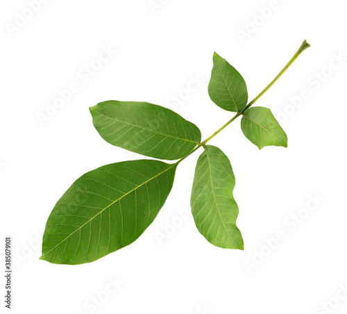 Green walnut leaf isolated on white background. Branch of walnut.