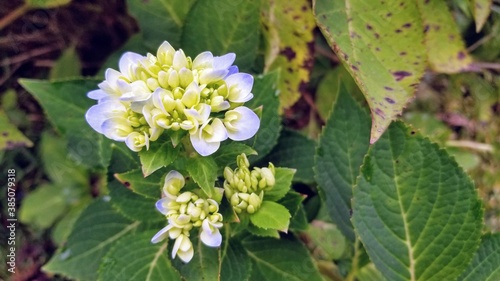 Small tender hydrangea flower buds just starting to turn blue.