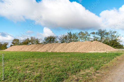 harvesting sugar beet