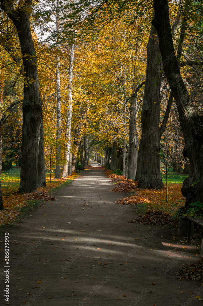 Autumn. Park with yellow trees. Fall scenic background. path in the park.