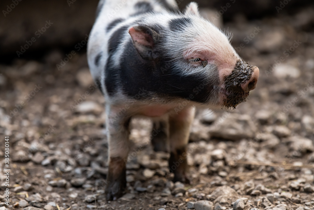 Cute newborn pig/piglet with a muddy nose (concept of biological, animal health, friendship , love of nature, vegan and vegetarian lifestyle and respect for nature) Cute newborn pig/piglet with a muddy nose (concept of biological, animal health, friendship , love of nature, vegan and vegetarian lifestyle and respect for nature)