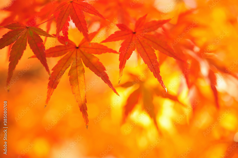 紅葉 紅葉