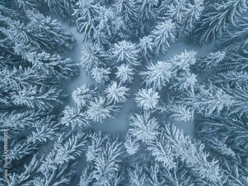 Winter is coming, first snow. Aerial view of snow and rime covered pine forest Cold landscape. bare trees in forest. aerial top drone view The trees are sparse and you can see the forest floor below.