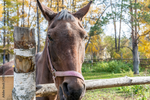 beautiful horse behind a fence on a horse farm on an autumn day © Aleksandr Bushkov