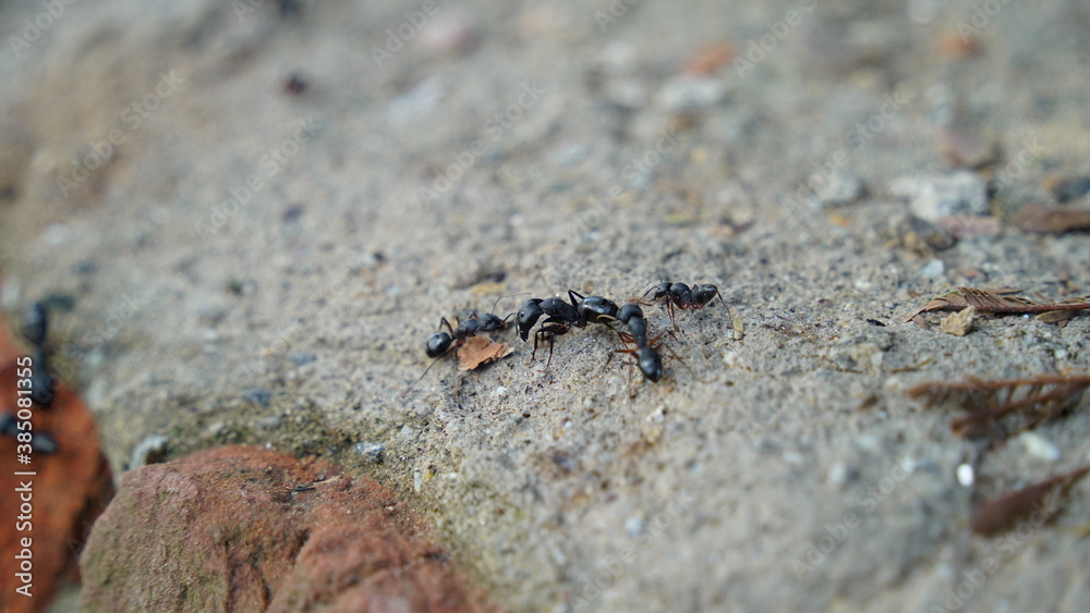 Group of carpenter ants on the wall.