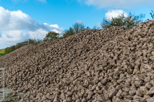 harvesting sugar beet