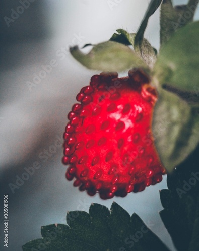 fresa ornato 