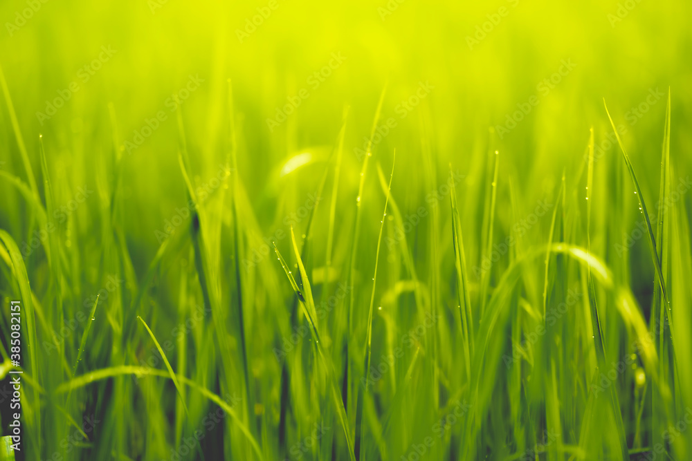 paddy rice with dew close up