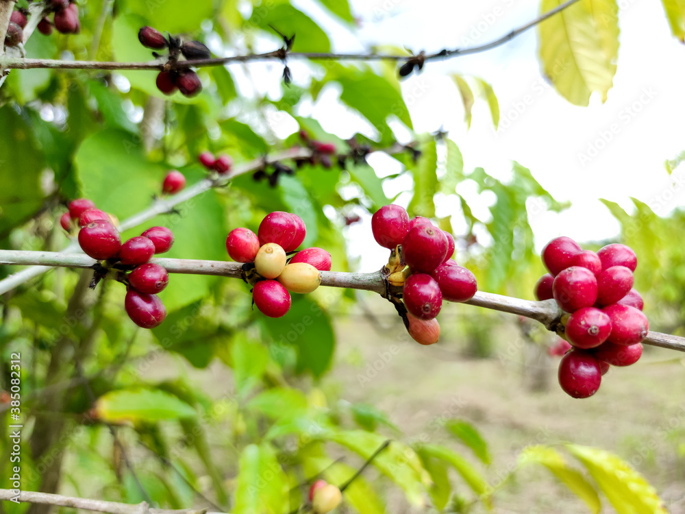 Seed coffee red with tree, farm coffees plants Asia. Garden coffee