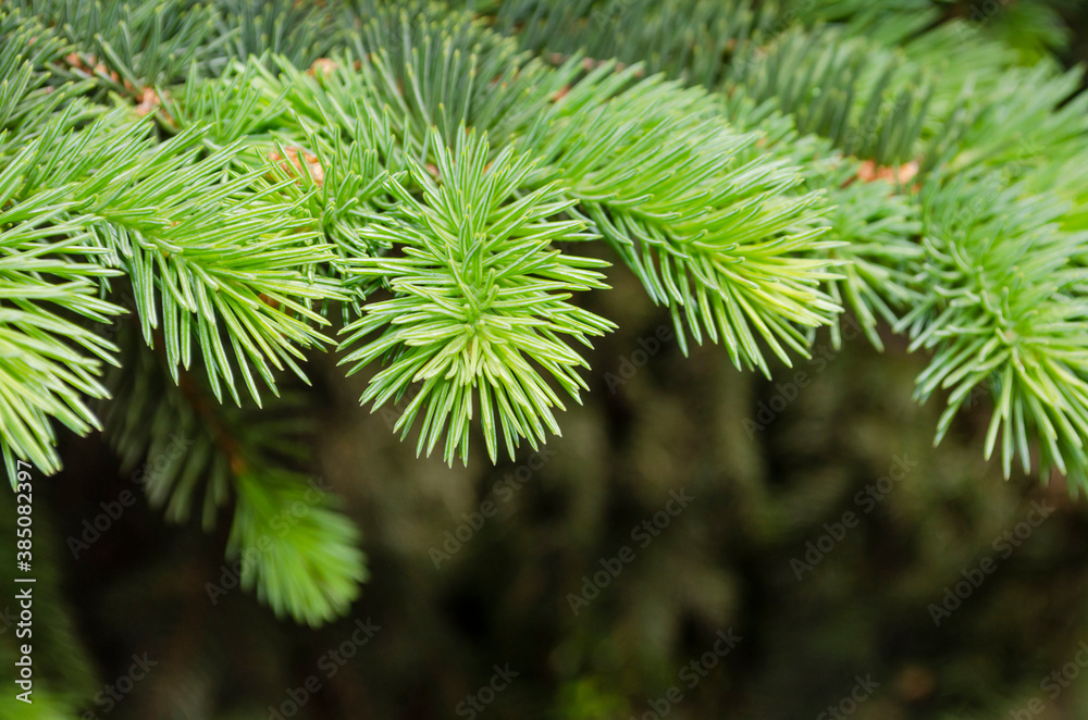young fluffy spruce, close up branch in the garden young fluffy spruce, close up branch in the garden