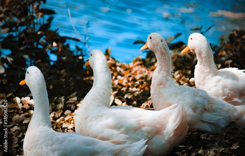 patos horizontes 