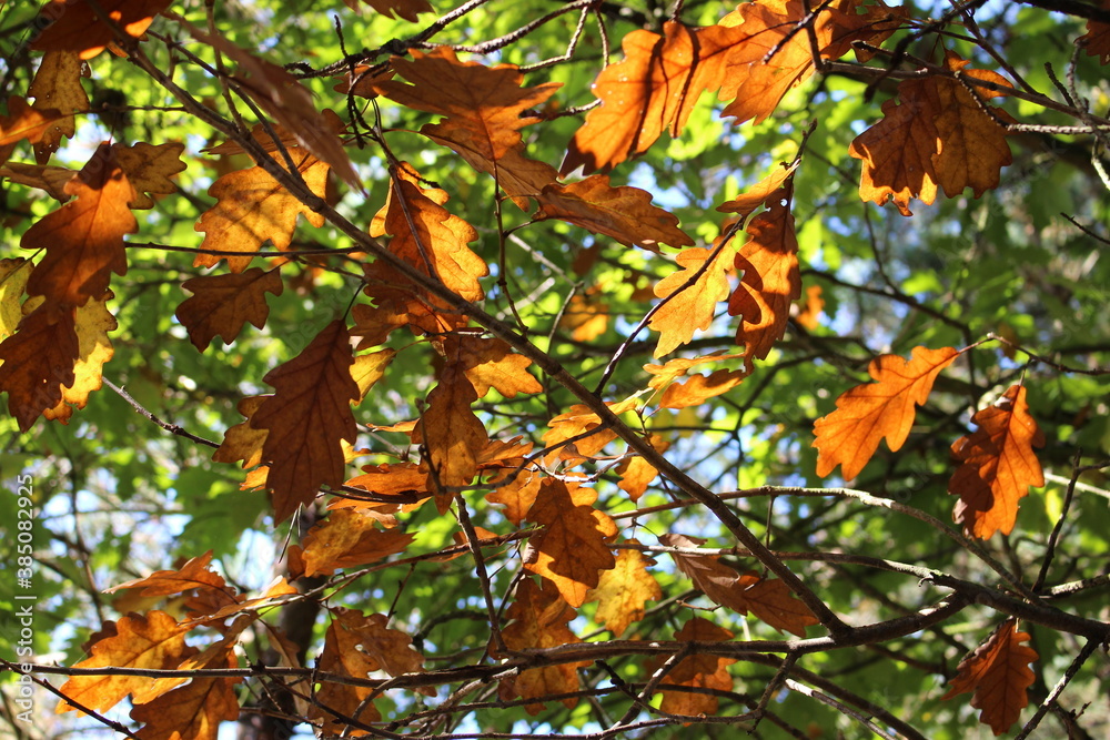 Przepięknie oświetlone jesienne liście na drzewie w parku