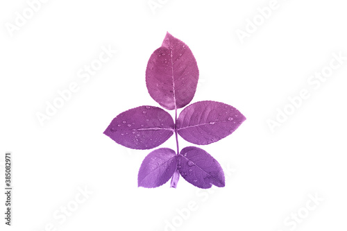 beautiful rose leaves painted with a gradient from pink to purple. magic foliage. isolated object on white background. view from above