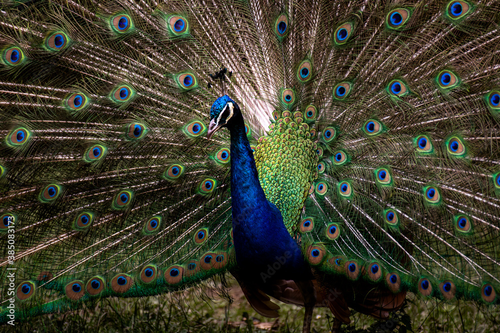 Obraz premium A beautiful male peacock impresses a female with his vibrant tail and smooth moves while showing his feathers (Animal close up portrait)