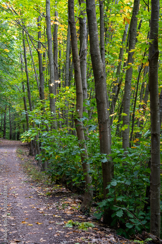 Fototapeta premium Waldspaziergang im Herbst