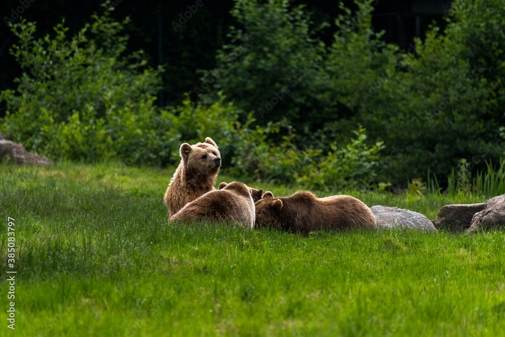 A big brown bear family relaxes in a meadow habitat near the forest (endangered species, wildlife scene from Germany)

