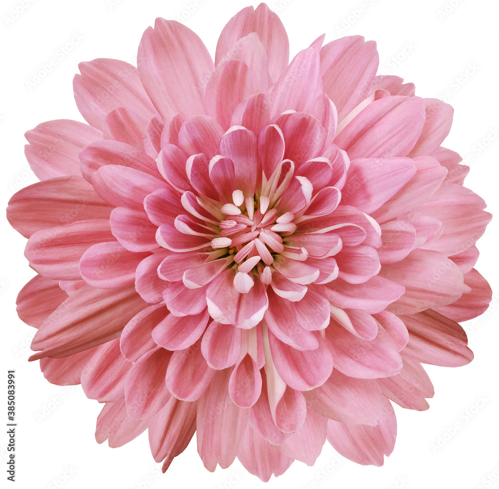 flower  red chrysanthemum . Flower isolated on a white background. No shadows with clipping path. Close-up. Nature.
