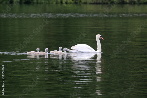 Swan and cygnets on a lake