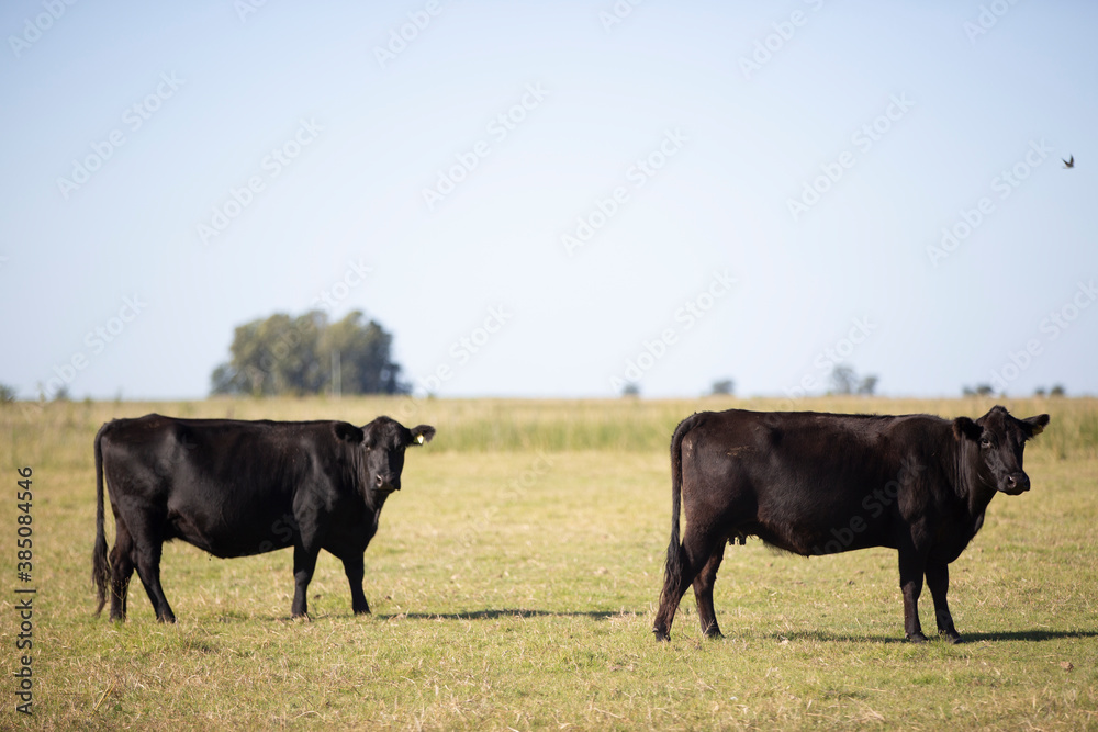 angus en el campo argentino