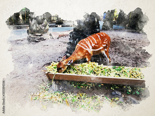 The deer in watercolor picture photo