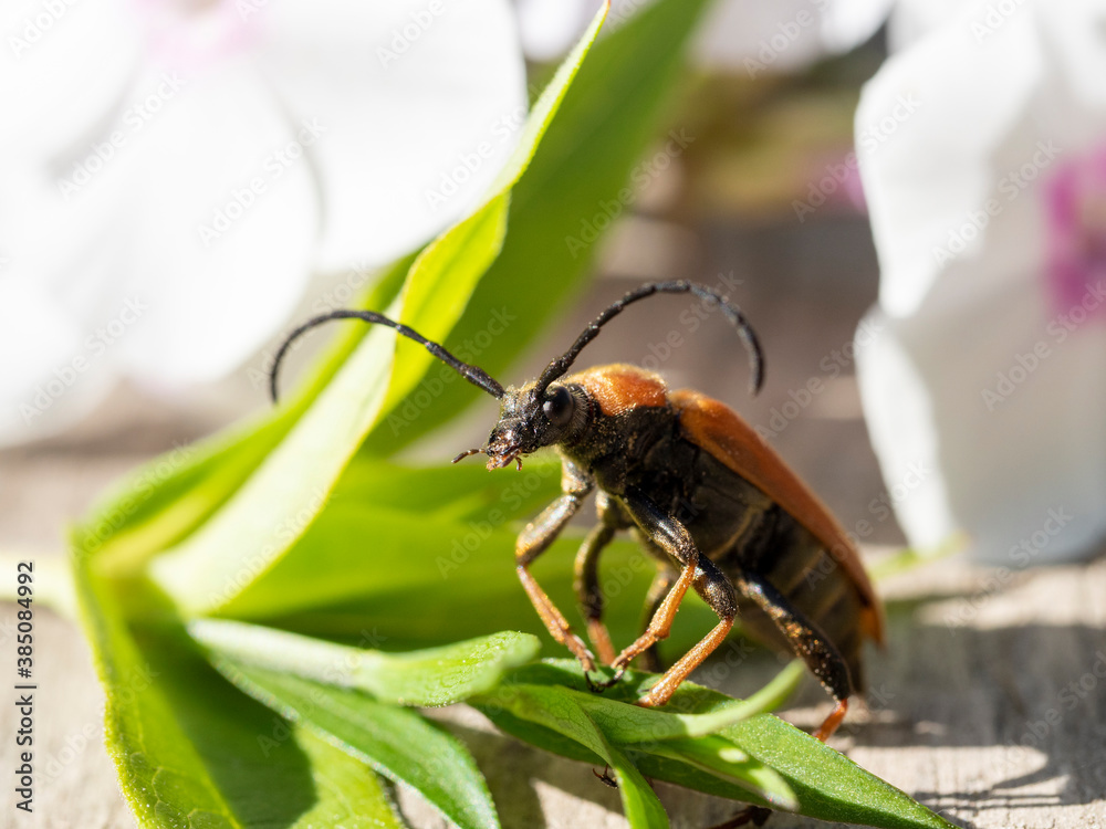 Naklejka premium a Longhorn beetle sits on a green blade of grass close up
