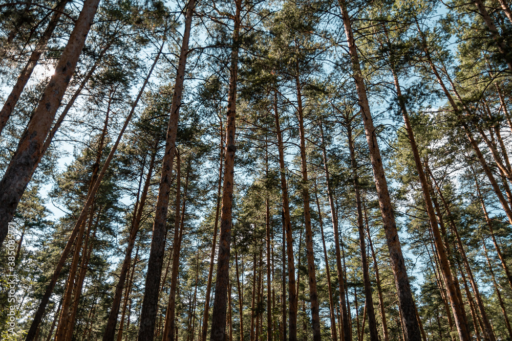 Bottom up view of the pine forest, treetops, summer landscape. Bottom up view of the pine forest, treetops, summer landscape.
