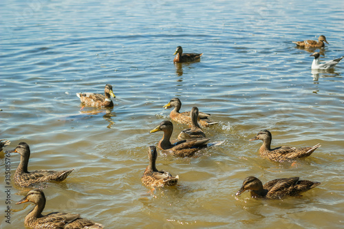 Ducks swim in the lake. A flock of ducks in the water. photo