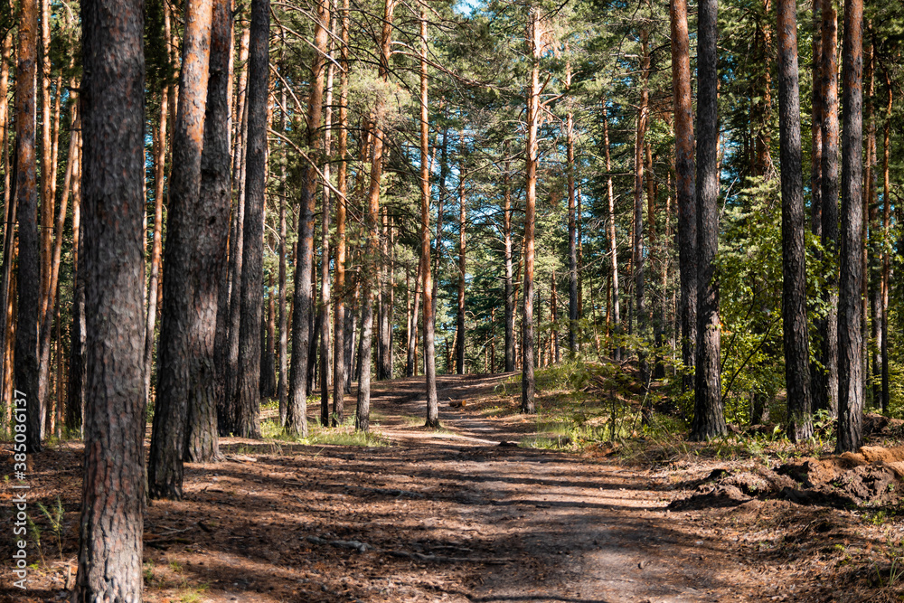 Pine forest view, summer landscape, forest trail. Pine forest view, summer landscape, forest trail.